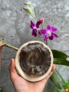Mắt Tử Trầm Rừng Tiên Phước – Độc Bản Duy Nhất Tựa Hào Quang Đức Phật