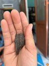 ĐÃ BÁN- BÔNG TỰ PHÁ TRONG GỐC CÂY – HƯƠNG TRẦM TỰ NHIÊN, ĐỘC BẢN ĐẲNG CẤP (HẾT HÀNG)