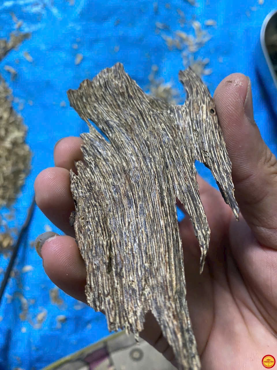 TRẦM CHÌM- BÁU VẬT ĐẠI NGÀN