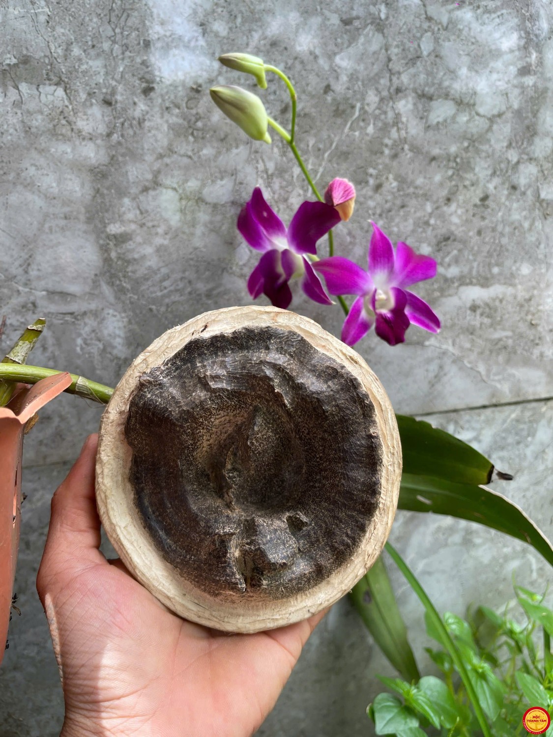 Mắt Tử Trầm Rừng Tiên Phước – Độc bản duy nhất tựa Hào Quang Đức Phật