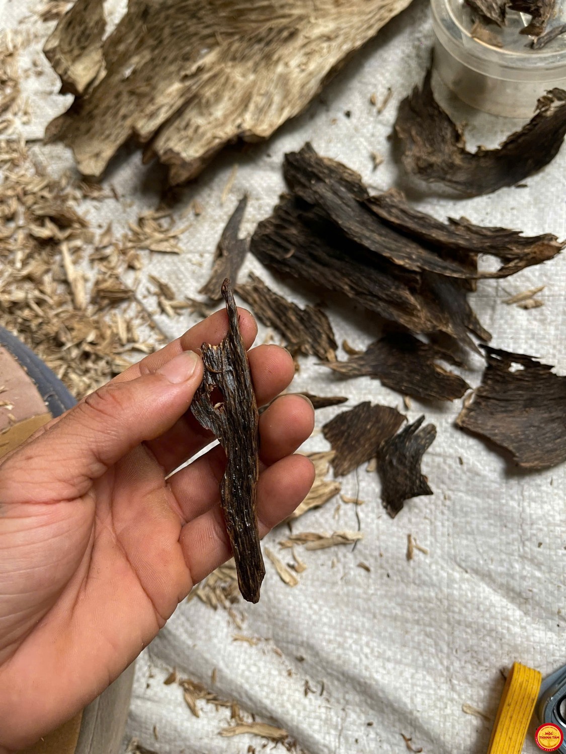 ĐÃ BÁN Bì Rễ Chìm Tiên Phước – Dầu Đen Kịt, Chìm Tận Đáy | Trầm Cổ Cực Hiếm (HẾT HÀNG)