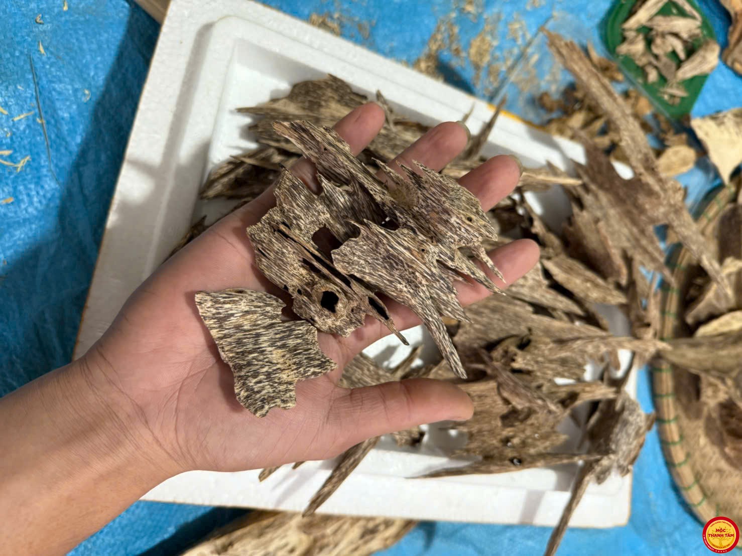 🔥 Trầm Kiến Kim Tiên Phước – Đế Vương Hương Thơm, Cực Phẩm Hiếm Có 🔥